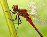 Ruddy Darter Sympetrum sanguineum