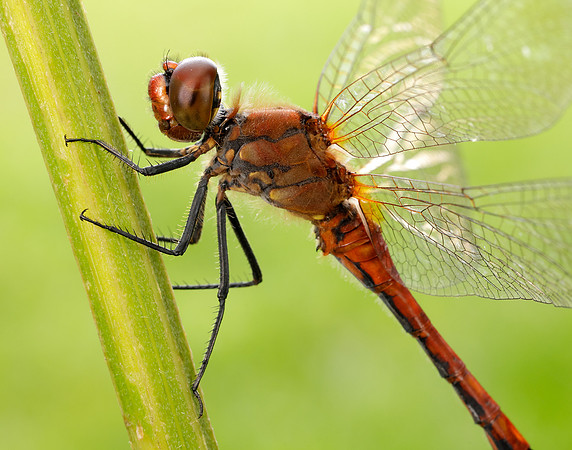 Ruddy Darter Sympetrum sanguineum