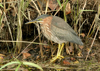Green Heron Hythe, Kent Nov 2009