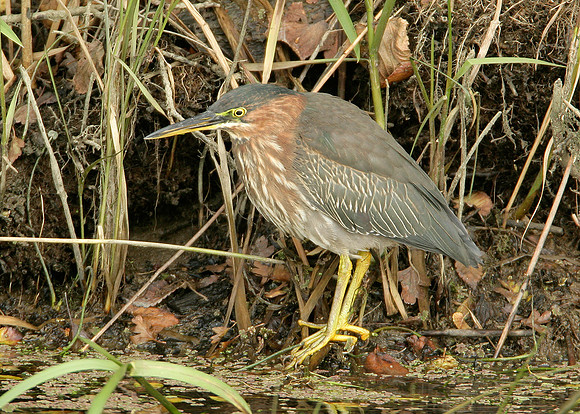 Green Heron Butorides striatus virescens