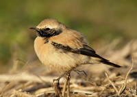 Desert Wheatear Oenanthe deserti