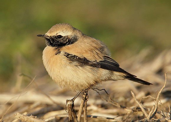 Desert Wheatear Oenanthe deserti