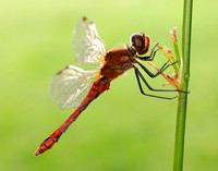 Ruddy Darter Sympetrum sanguineum