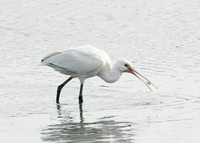 Spoonbill Platalea leucorodia