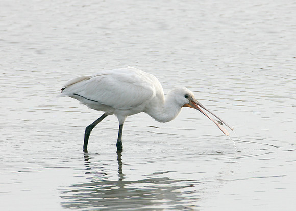Spoonbill Platalea leucorodia
