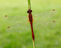 Ruddy Darter Sympetrum sanguineum