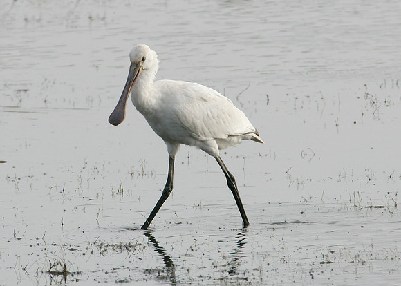 Spoonbill Platalea leucorodia