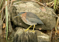 Green Heron Butorides striatus virescens