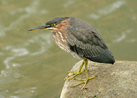 Green Heron Butorides striatus virescens