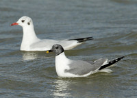Sabine's Gull Xema sabini
