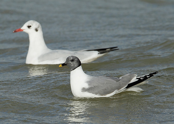 Sabine's Gull Xema sabini