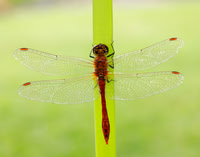 Ruddy Darter Sympetrum sanguineum