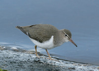 Spotted Sandpiper Actitis macularia