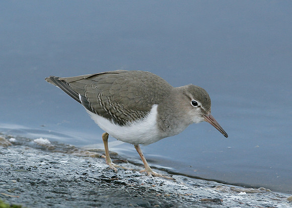 Spotted Sandpiper Actitis macularia