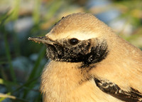 Desert Wheatear Oenanthe deserti