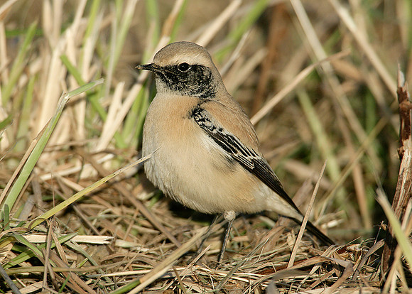 Desert Wheatear Oenanthe deserti