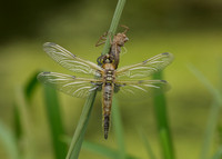 Four-spotted Chaser Libellula quadrimaculata