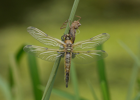 Four-spotted Chaser Libellula quadrimaculata