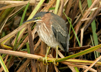 Green Heron Butorides striatus virescens