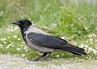 Hooded Crow Corvus corone cornix