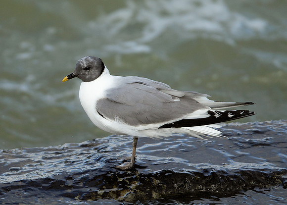 Sabine's Gull Xema sabini