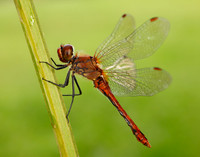 Ruddy Darter Sympetrum sanguineum