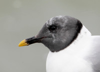 Sabine's Gull Xema sabini