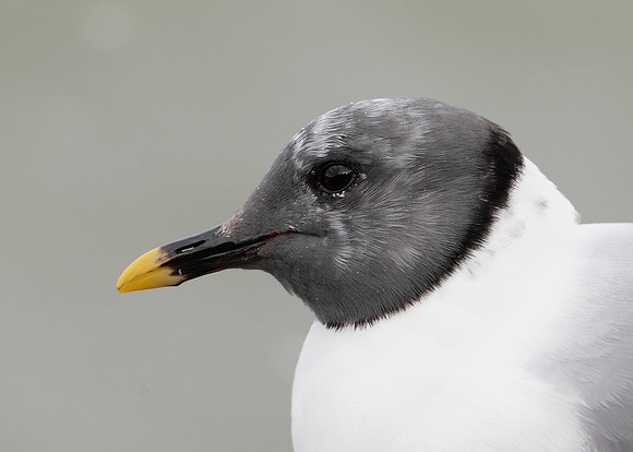 Sabine's Gull Xema sabini
