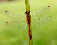 Ruddy Darter Sympetrum sanguineum