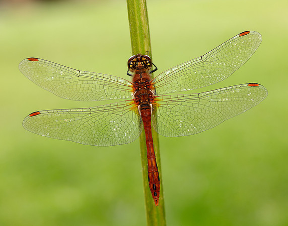 Ruddy Darter Sympetrum sanguineum