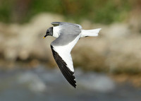 Sabine's Gull Xema sabini