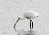 Spoonbill Platalea leucorodia