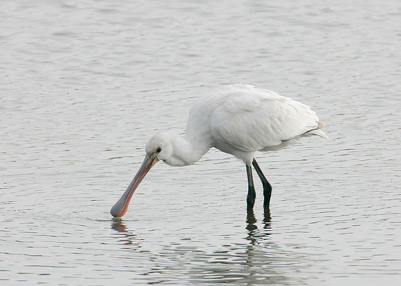 Spoonbill Platalea leucorodia