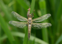 Four-spotted Chaser Libellula quadrimaculata