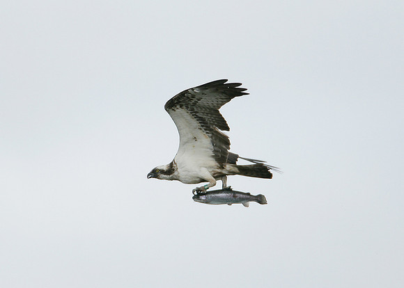 Osprey Pandion haliaetus