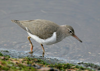 Spotted Sandpiper Actitis macularia