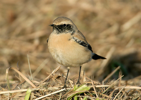 Desert Wheatear Oenanthe deserti