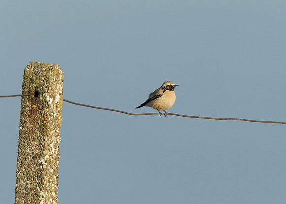 Desert Wheatear Oenanthe deserti