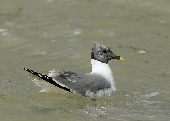 Sabine's Gull Xema sabini