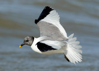 Sabine's Gull Xema sabini
