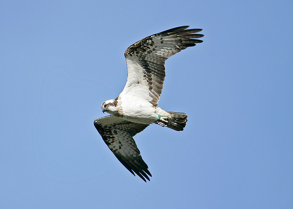 Osprey Pandion haliaetus