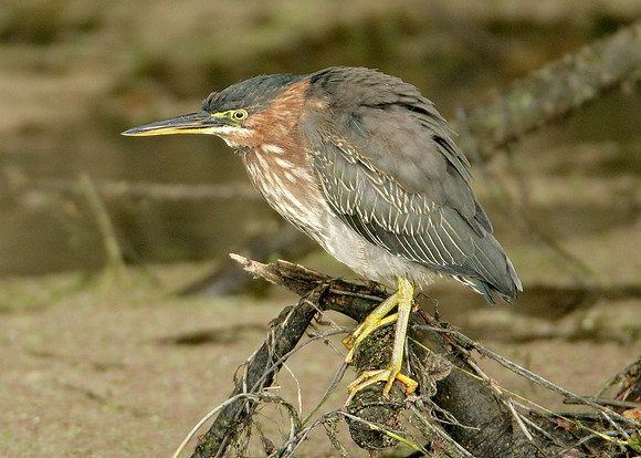 Green Heron Butorides striatus virescens