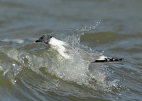 Sabine's Gull Xema sabini