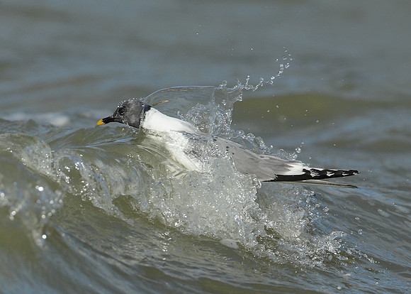Sabine's Gull Xema sabini