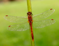 Ruddy Darter Sympetrum sanguineum