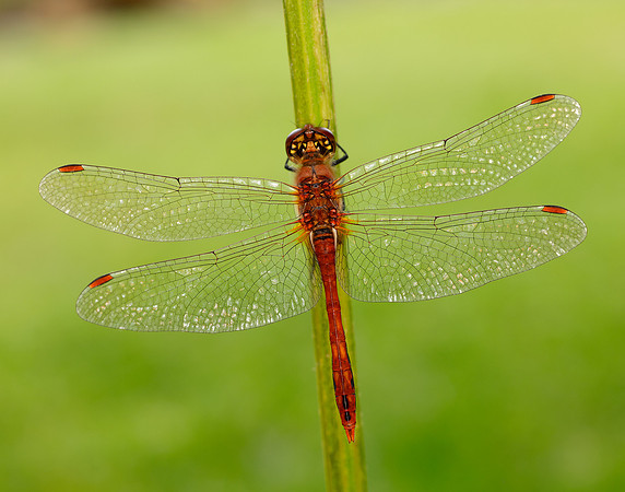 Ruddy Darter Sympetrum sanguineum