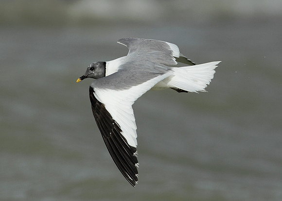 Sabine's Gull Xema sabini