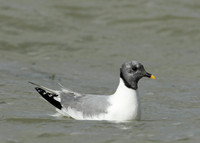 Sabine's Gull Xema sabini