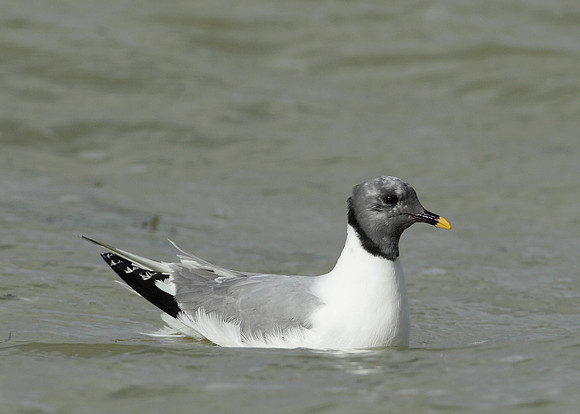 Sabine's Gull Xema sabini