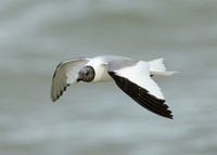 Sabine's Gull Xema sabini